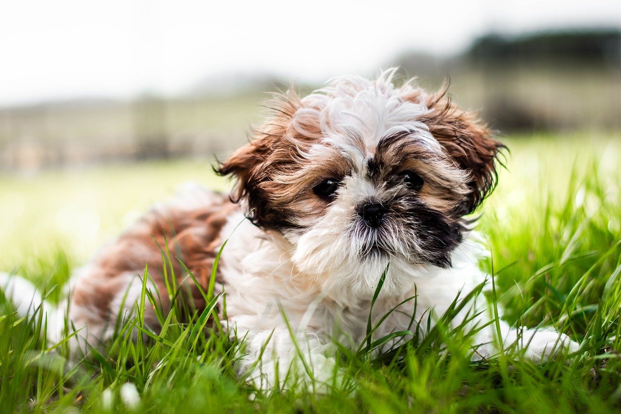 shih tzu, dog, animal-8751508.jpg