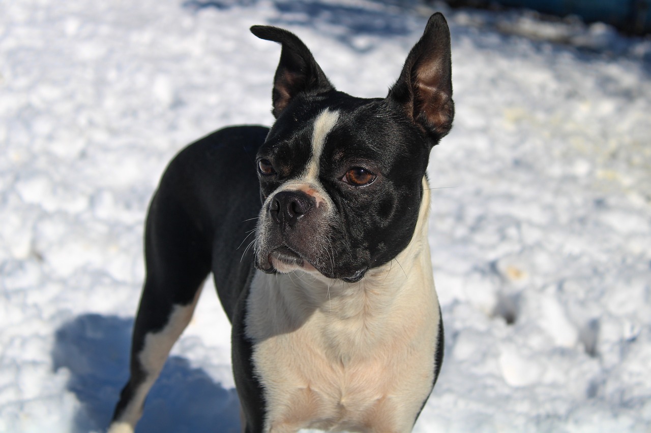 Boston Terrier Puppies For Sale: Finding the Best Match