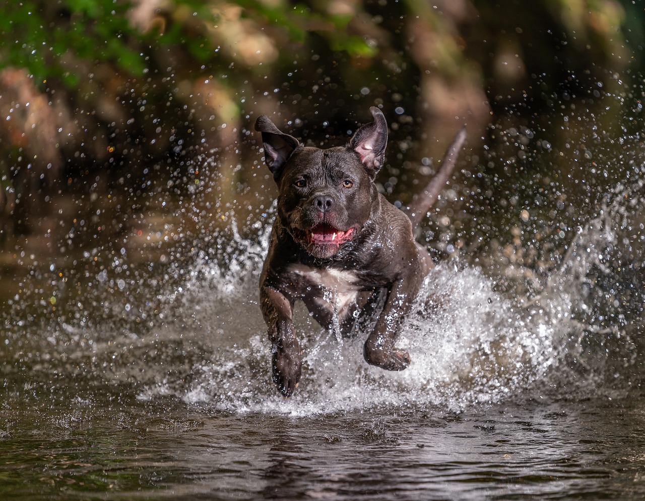 American Bully Puppies For Sale: Finding the Best Match