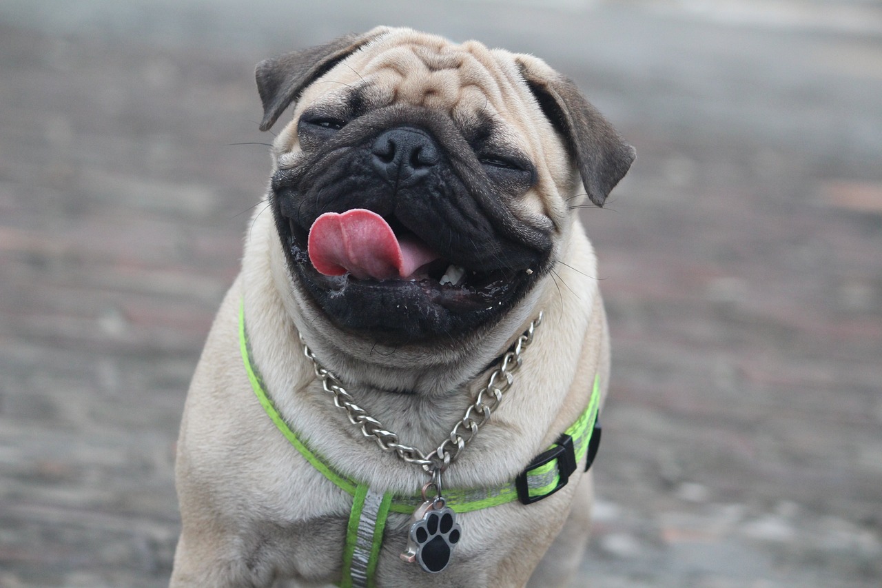 Pug Puppies For Sale: Finding the Best Match