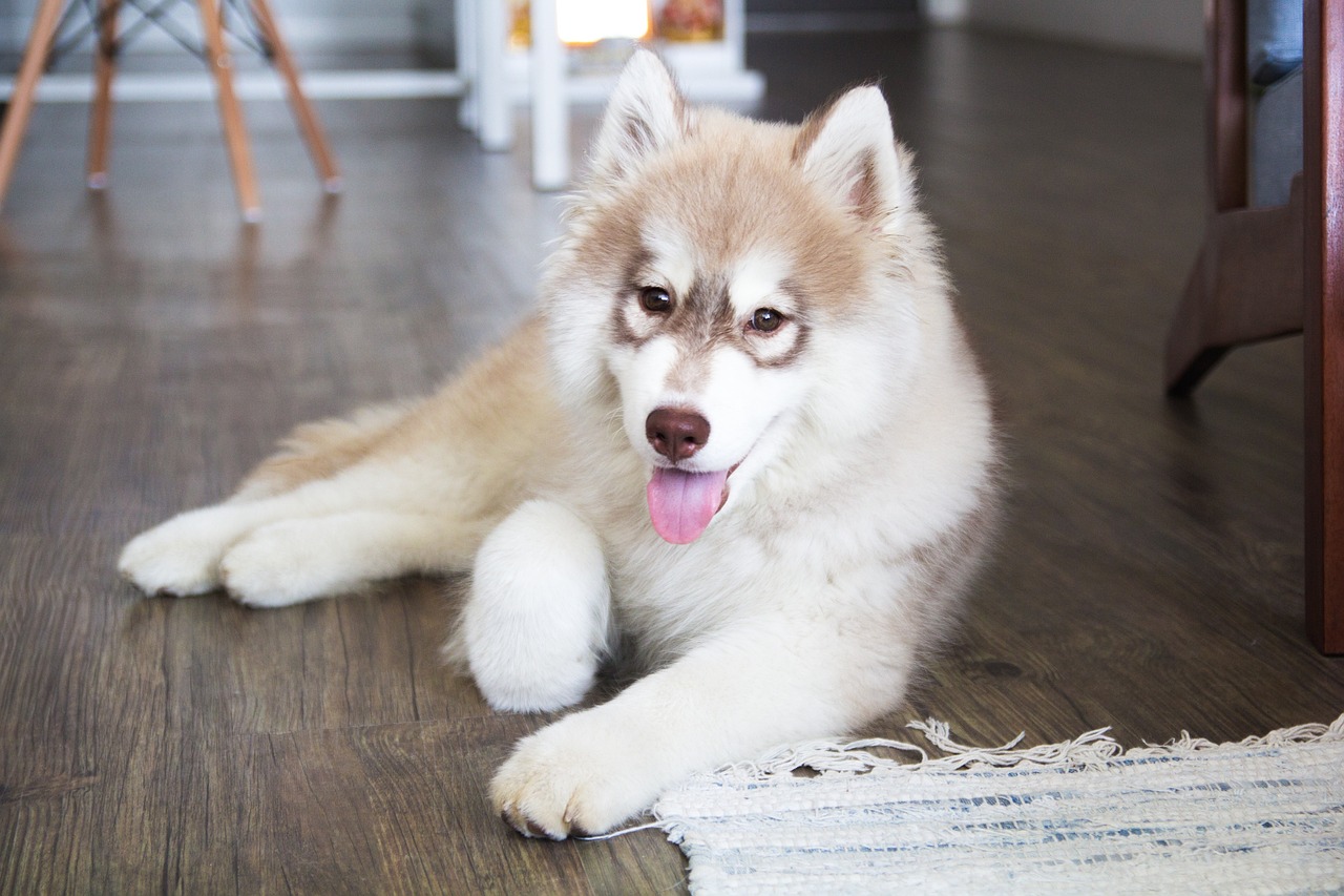 Alaskan Husky Puppies For Sale: Finding the Best Match