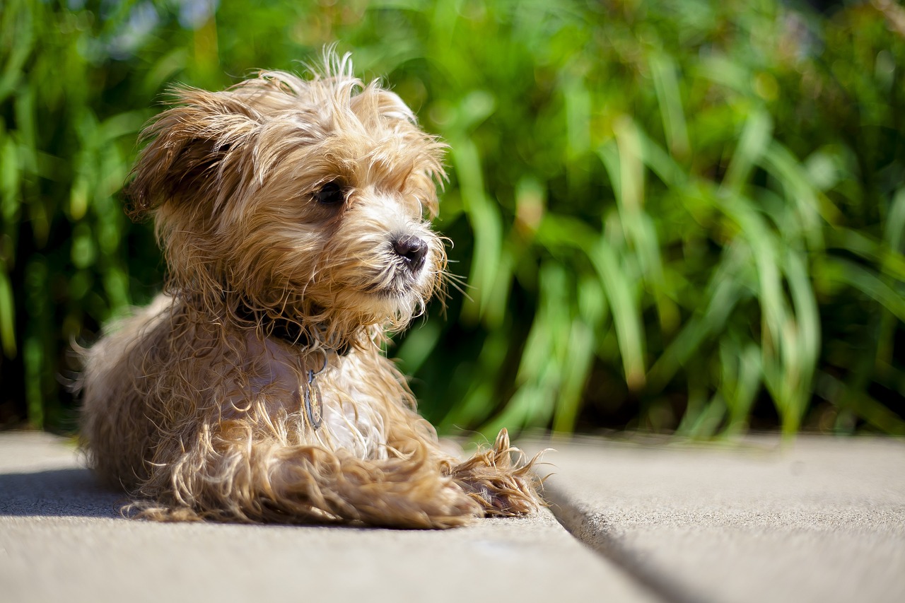 Maltipoo Puppies For Sale: Finding the Best Match