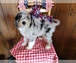 Puppy Mini Louise Bernedoodle (Miniature)