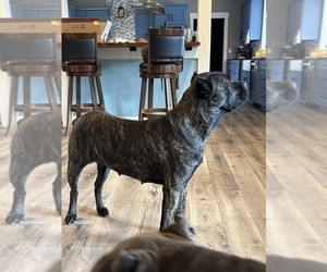Mother of the Cane Corso puppies born on 05/01/2026