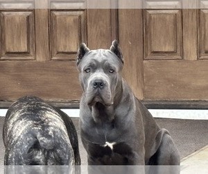 Father of the Cane Corso puppies born on 05/01/2026