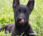 Puppy Puppy 2 Belgian Malinois