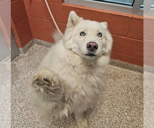 Siberian Husky Dogs for adoption in Pueblo, CO, USA