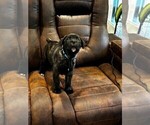 Small #4 Cane Corso