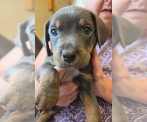 Mutt Dogs for adoption in St. Augustine, FL, USA