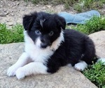 Puppy Lapis Lazuli Border-Aussie