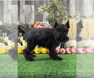 Schnauzer (Miniature) Puppy for sale in CANOGA, NY, USA
