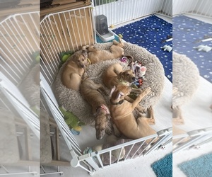 Great Dane Litter for sale in GALLOWAY, OH, USA