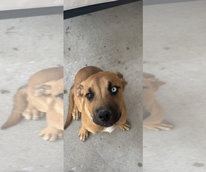 American Mastiff-Australian Shepherd Mix Dogs for adoption in ALBUQUERQUE, NM, USA