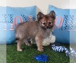 Small #3 Pomeranian