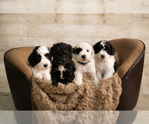 Goldendoodle mix (+ Poodle Miniature) Litter for sale in DALLAS, TX, USA