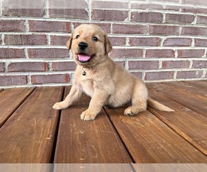 Golden Retriever Puppy for sale in KINGSPORT, TN, USA