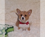 Small #7 Pembroke Welsh Corgi