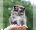 Puppy Lucy AKC Pomeranian