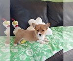 Image preview for Ad Listing. Nickname: Biscuit