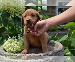 Puppy Hans Golden Retriever