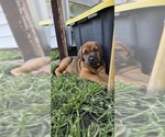 Puppy Red Female Cane Corso-Doberman Pinscher Mix