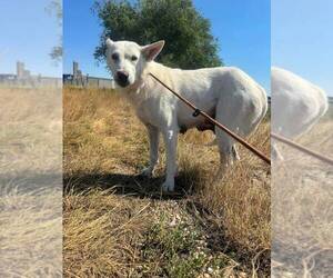 Mutt Dogs for adoption in Calgary, Alberta, Canada