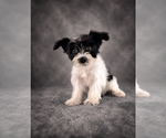 Image preview for Ad Listing. Nickname: AKC Susie