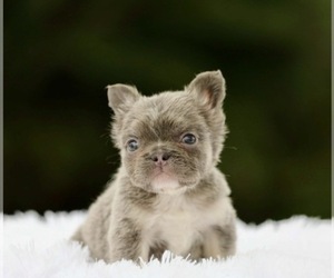 French Bulldog Puppy for sale in GLENDALE, CA, USA