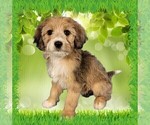 Puppy Mini Gayle Bernedoodle (Miniature)