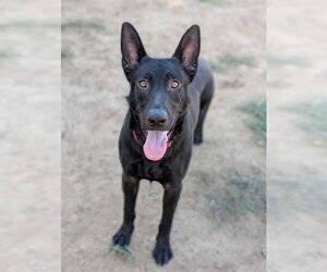 German Shepherd Dog Dogs for adoption in Sacramento, CA, USA