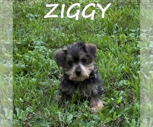 Snorkie Puppy for sale in HARTLAND, MN, USA