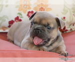 Image preview for Ad Listing. Nickname: Litter of 4