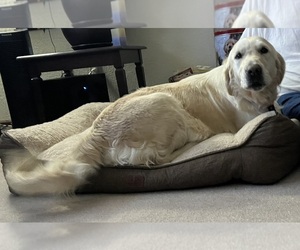 Mother of the Golden Retriever puppies born on 05/23/2026
