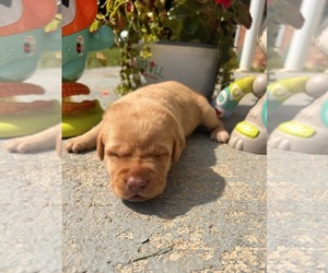 Labrador Retriever Puppy for sale in NEOLA, WV, USA