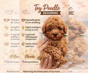 Poodle (Toy) Puppy for sale in NORTH PORT, FL, USA