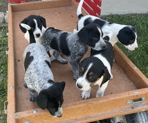 Mutt-Unknown Mix Puppy for Sale in KALONA, Iowa USA