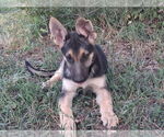 Small #4 German Shepherd Dog