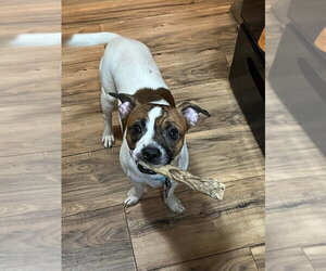 Boston Huahua Dogs for adoption in Springdale, PA, USA