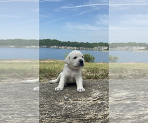 Labrador Retriever Puppy for Sale in LOUISBURG, North Carolina USA