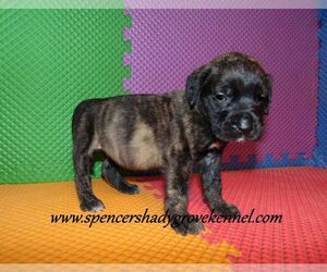 Mastiff Puppy for sale in CABOOL, MO, USA