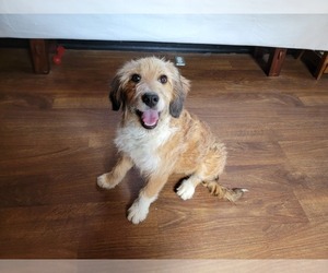 Bernedoodle (Miniature) Litter for sale in BLACK FOREST, CO, USA