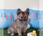 Small #2 Pomeranian