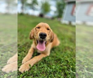Golden Retriever Puppy for sale in RONDA, NC, USA