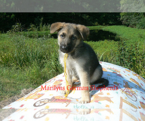 German Shepherd Dog Puppy for sale in PIEDMONT, MO, USA