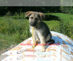 Image preview for Ad Listing. Nickname: Fall Morning