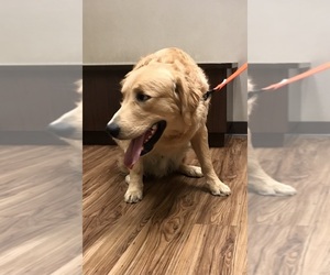 Father of the Golden Retriever puppies born on 05/23/2026