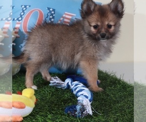 Pomeranian Puppy for sale in MOUNT VERNON, OH, USA