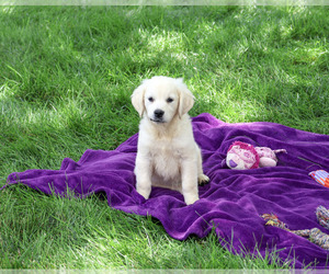 Golden Retriever Puppy for sale in SYRACUSE, IN, USA