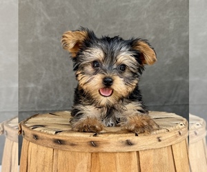 Yorkshire Terrier Puppy for Sale in OCALA, Florida USA