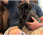 Small #5 Cane Corso